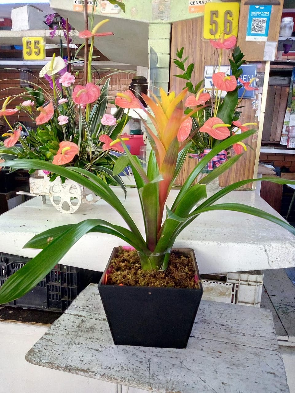 Florería el Paraíso-Mercado Palacio de las Flores 